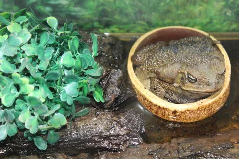 Green large toad Stock Photos