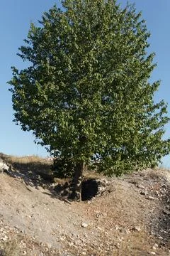 Green large tree growing in a hilly rocky area Stock Photos