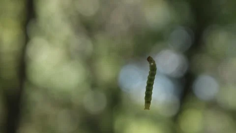 Green Larva Climbing a Web with Lush Green Bokeh Background, Close Up Stock Footage 261537124