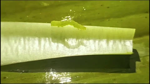 Green larvae of cabbage looper or Ulat Jengkal move on mustard leaf stems Stock Footage 311516159