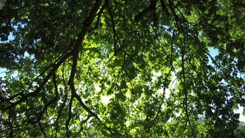 Green late summer tree low angle view inside deciduous forest 库存影片 74289393