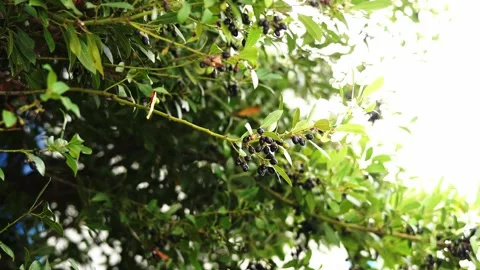 Green laurel branches sway in the wind Stock Footage 234159231