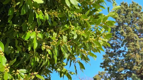 Green laurel tree branch with small blooming bud against blue sky 動画素材 339063320