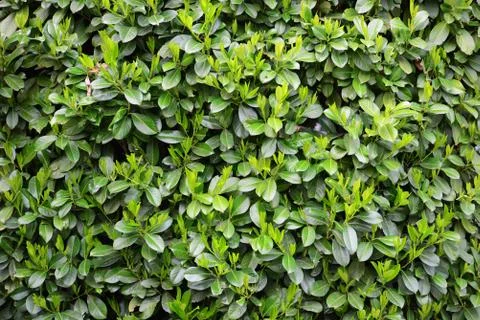 Green Laurels pattern Stock Photos