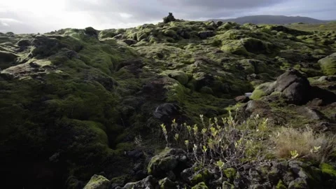 Green lava fields covered with moss Stock Footage 130474806