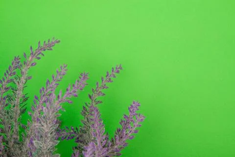 Green lavender background Stock Photos