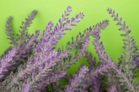Green lavender background Stock Photos