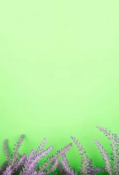 Green lavender background Stock Photos
