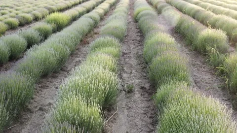 Green lavender field with straight rows at sunset. Stock Footage 132599007