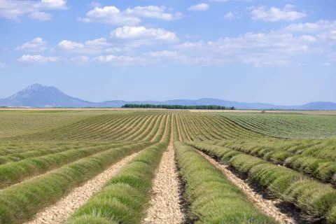 Green Lavender Fields in endless rows, Provence, France Stock Photos
