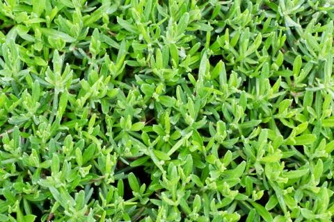 Green lavender Stock Photos