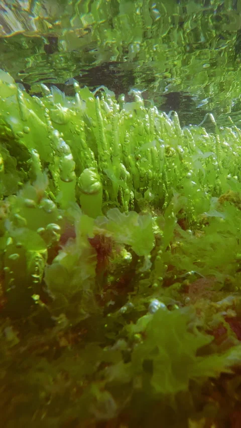 Green laver sheets emitting trapped gas bubbles from active photosynthesis in Stock Footage 345867311