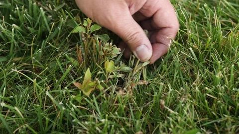 Green lawn and hand checking the aspen Video stock 139009355
