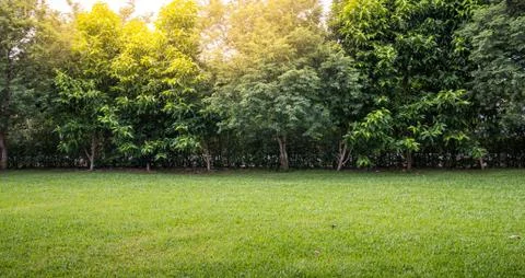 Green lawn and tree in the park Stock Photos