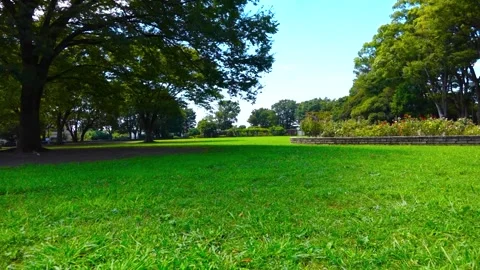 Green Lawn and Trees at Nogeyama Park in Yokohama under Clear Blue Sky Stock Footage 345552946