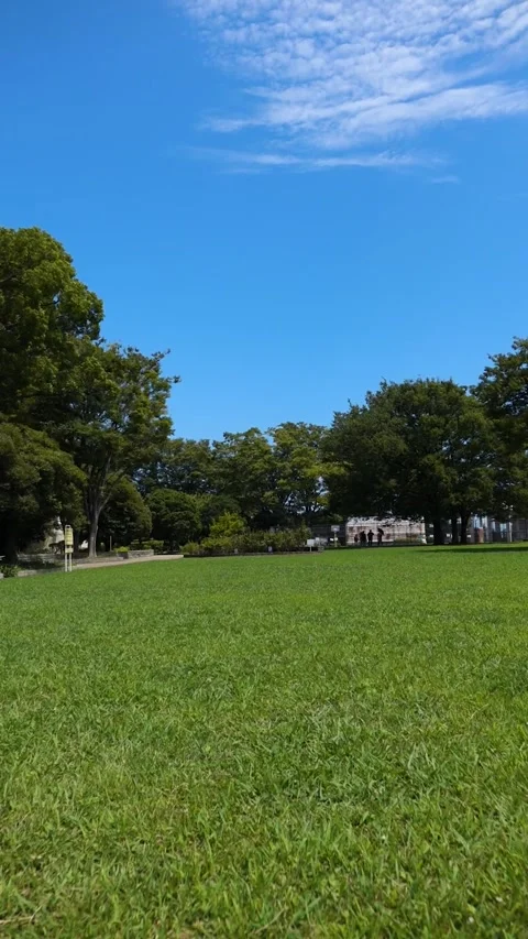 Green Lawn and Trees at Nogeyama Park in Yokohama under Clear Blue Sky Stock Footage 345552960