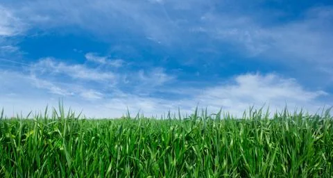 Green lawn background Stock Photos