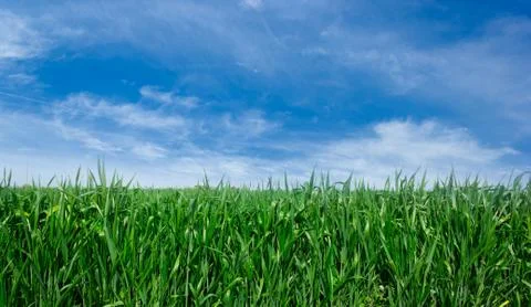 Green lawn background Stock Photos