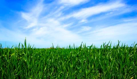 Green lawn background Stock Photos