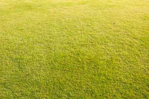 Green lawn background Stock Photos