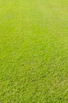 Green lawn background Stock Photos