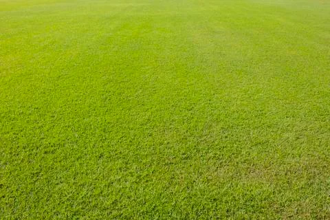 Green lawn background Foto stock