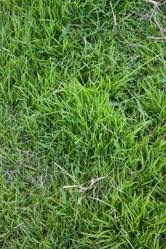 Green lawn for background Stock Photos