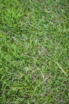 Green lawn for background Stock Photos