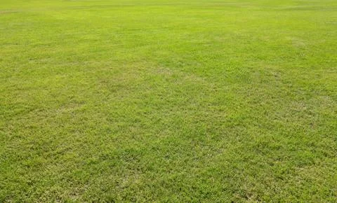 Green lawn for background Stock Photos