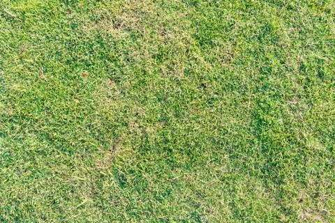 Green lawn background Foto stock