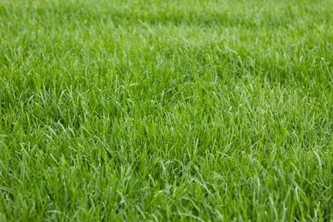 Green lawn background Stock Photos