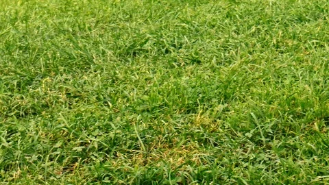 Green lawn close-up Stock Footage 78311301