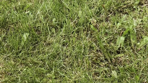 Green lawn close-up Stock Footage 78421472