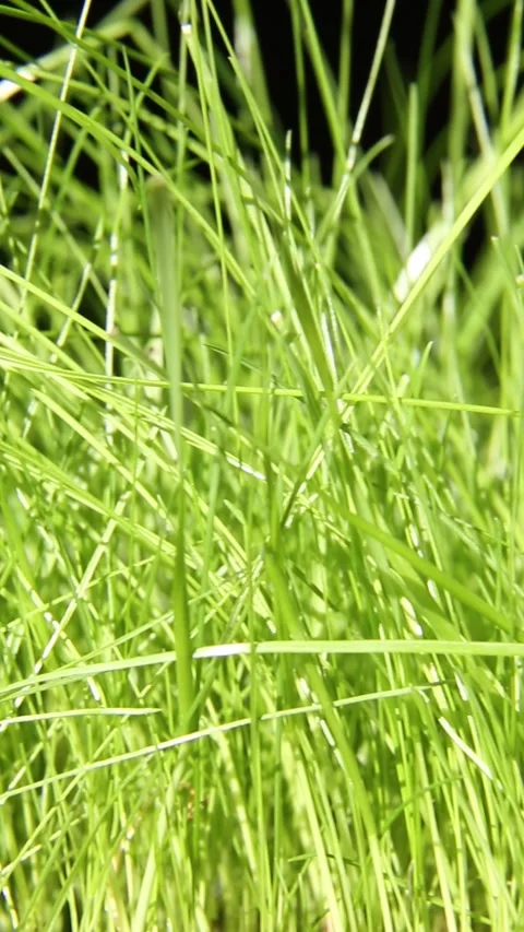Green lawn close-up. Young lawn grass. Green lawn grass. Stock Footage 242528428