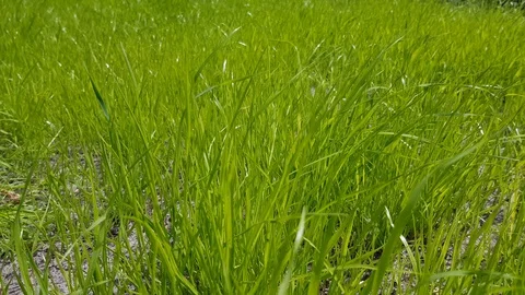 Green lawn closeup Stock Footage 121765141