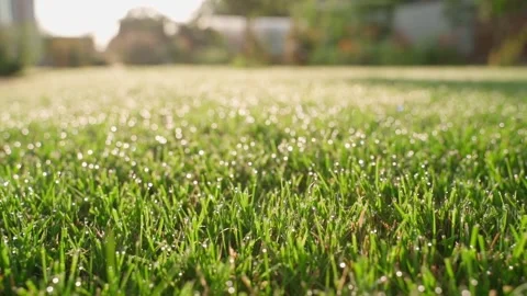 Green lawn covered with dew, close-up on a blurred background Stock Footage 319005138