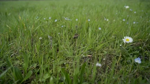 Green lawn with daisies. Stock Footage 61359346