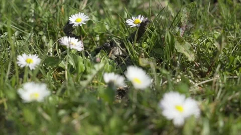 Green lawn with daisies. Stock Footage 61359366