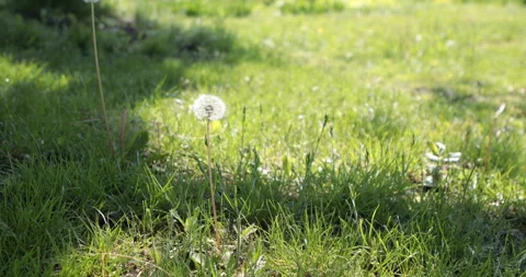 Green lawn with dandelion Stock Footage 108434767