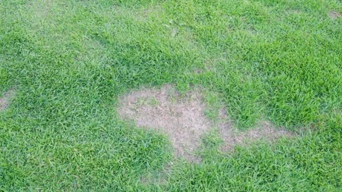 Green lawn with dry patch visible in grass surface. Close-up garden scene Stock Footage 333139965