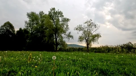 Green lawn in the evening Stock Footage 318174995