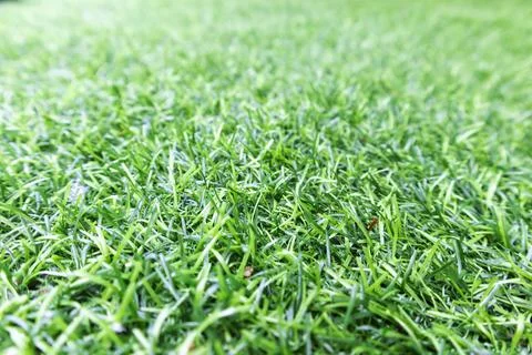 Green lawn, focus perspective on grass blades or public walking park Stock Photos