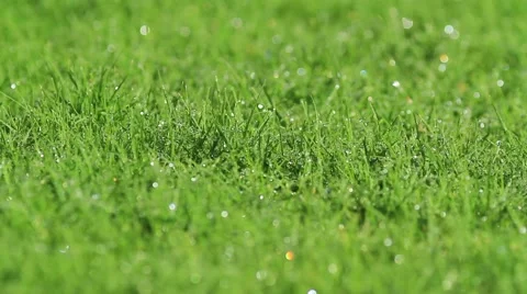 Green lawn Stock Footage 43993738