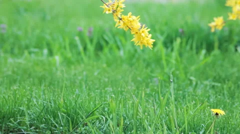 Green lawn Stock Footage 50913730