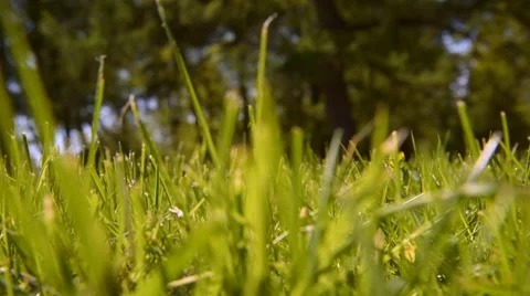 Green lawn Stock-Footage 63175897