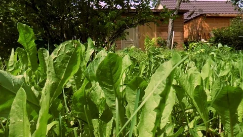 Green lawn Stock Footage 78308372