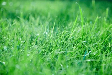 Green lawn grass background Stock Photos