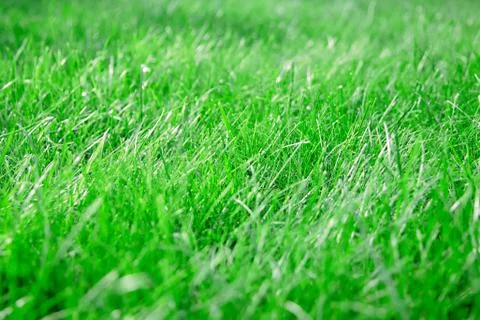 Green lawn grass background Stock Photos