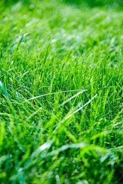Green lawn grass background Stock Photos