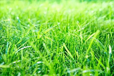 Green lawn grass background Stock Photos